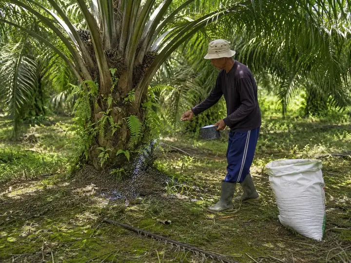 Pencatatan kebun sawit secara digital